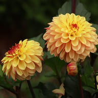 Dear Alexander Dahlia Knöl