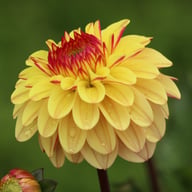 Dear Alexander Dahlia Knöl