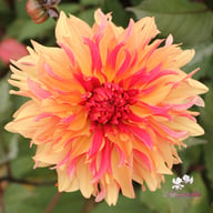 Decora Dahlia Tuber