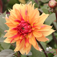 Decora Dahlia Tuber