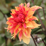 Decora Dahlia Tuber