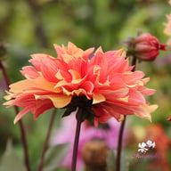 Decora Dahlia Tuber