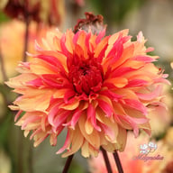 Decora Dahlia Tuber