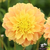 Deep Impact Dahlia Knöl