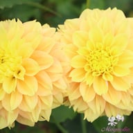 Deep Impact Dahlia Knöl