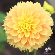 Deep Impact Dahlia Knöl