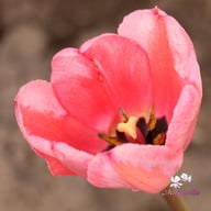 Design Impression Tulip Bulbs