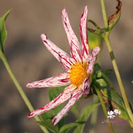 Destiny's Teacher Dahlia Tuber