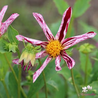Destiny's Teacher Dahlia Tuber