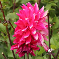 Diamond Debutante Dahlia Tuber