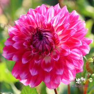 Diamond Debutante Dahlia Tuber