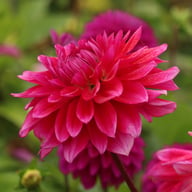 Diamond Debutante Dahlia Knöl