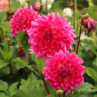Diamond Debutante Dahlia Knöl