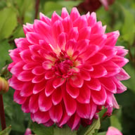 Diamond Debutante Dahlia Knöl
