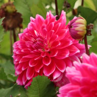 Diamond Debutante Dahlia Knöl