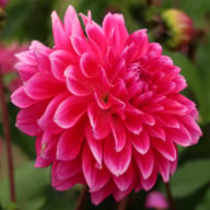 Diamond Debutante Dahlia Knöl
