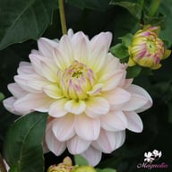 Diana's Memory Dahlia Knöl