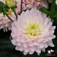 Diana's Memory Dahlia Knöl