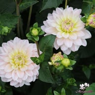 Diana's Memory Dahlia Knöl