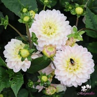 Diana's Memory Dahlia Knöl