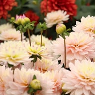 Diana's Memory Dahlia Tuber