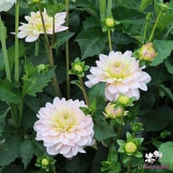 Diana's Memory Dahlia Knöl