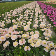 Diana's Memory Dahlia Knöl