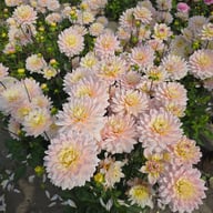Diana's Memory Dahlia Knöl