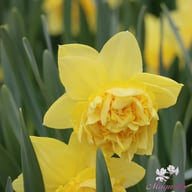 Dick Wilden Narcissus Bulbs
