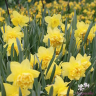 Dick Wilden Narcissus Bulbs