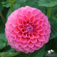 Dikara Superb Dahlia Tuber