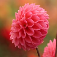 Dikara Superb Dahlia Knöl