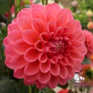 Dikara Superb Dahlia Tuber