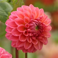 Dikara Superb Dahlia Knöl