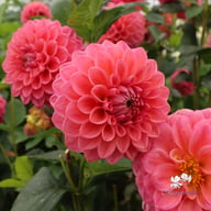 Dikara Superb Dahlia Tuber