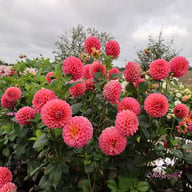 Dikara Superb Dahlia Tuber