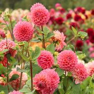 Dikara Superb Dahlia Knöl