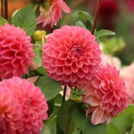 Dikara Superb Dahlia Knöl