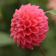 Dikara Superb Dahlia Knöl