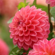 Dikara Superb Dahlia Knöl