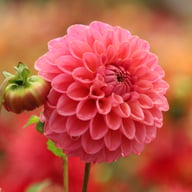 Dikara Superb Dahlia Knöl