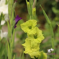 Dingadong Gladiolus Corms