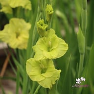 Dingadong Gladiolus Corms