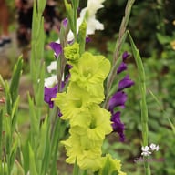 Dingadong Gladiolus Corms