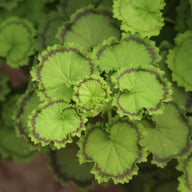Distinction Pelargonium Cutting