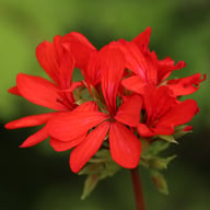 Distinction Pelargonium Cutting