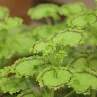 Distinction Pelargonium Cutting