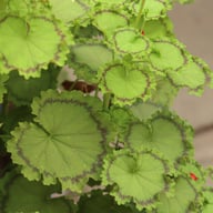 Distinction Pelargonium Cutting