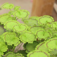 Distinction Pelargonium Cutting
