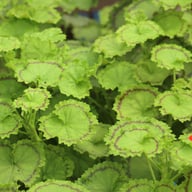 Distinction Pelargonium Cutting
